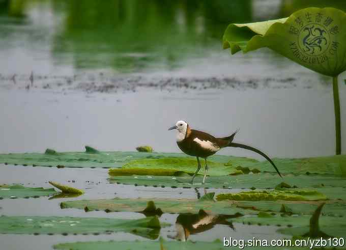 凌波仙子鈥斺斘业拿沃星槿耍ㄗ橥迹22张图片）