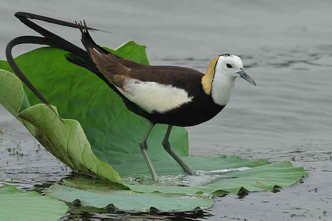衡水湖印象(水稚)