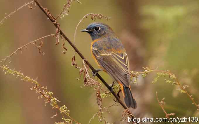 追踪了几个小时的密林精灵鈥斺斃抖詈煳拆叮ㄗ橥迹