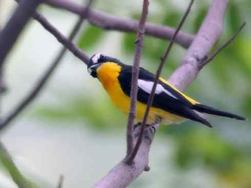 美丽无罪:雀鸟之姬鹟 美丽无罪:雀鸟之姬鹟