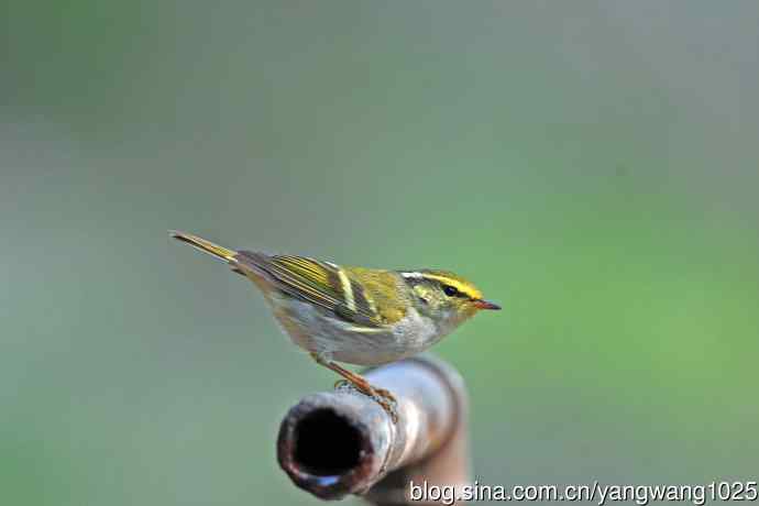 黄腰柳莺（22）