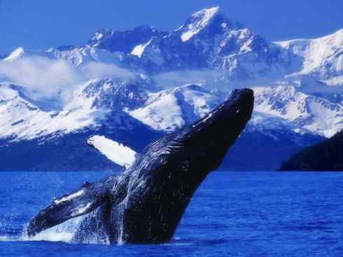 自然奇观：动物大迁徙(须鲸类)