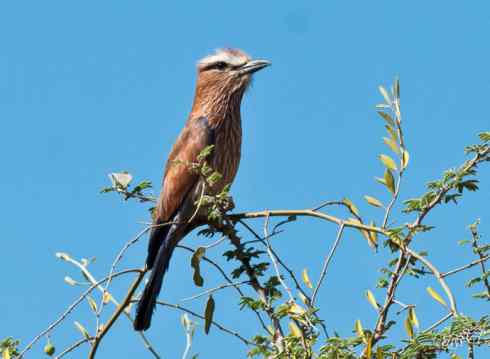 绝色攀禽：佛法僧目之佛法僧2