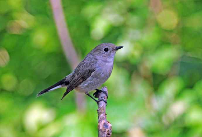雌性白眉姬鹟（亚成鸟）