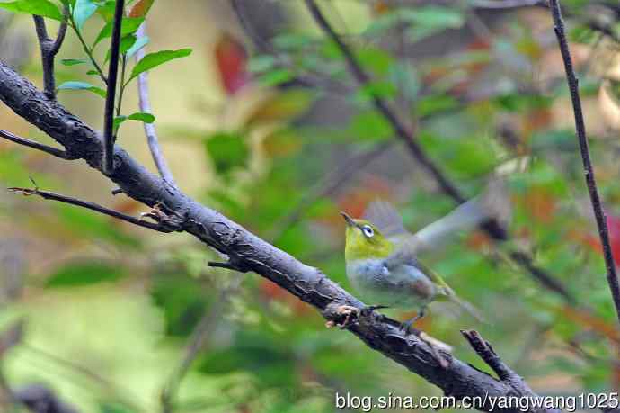 红胁绣眼鸟（12）
