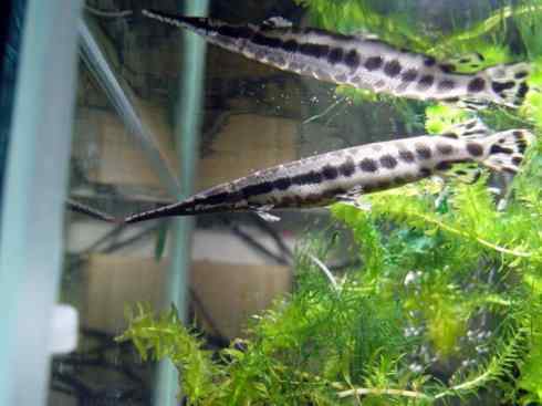 鱼类活化石:鳄雀鳝 鱼类活化石:鳄雀鳝