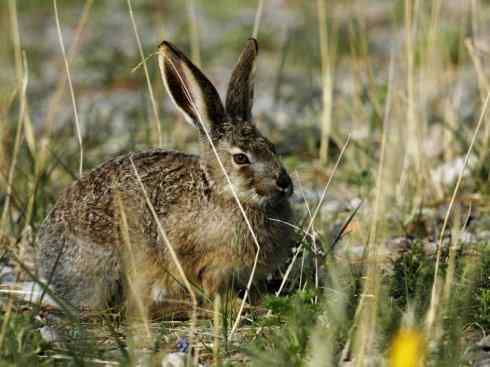 动物世界：山寨还是原创之十