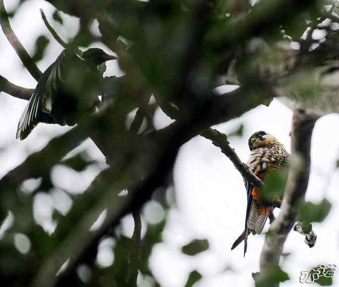 圆明园拍鸟——梳羽的燕隼