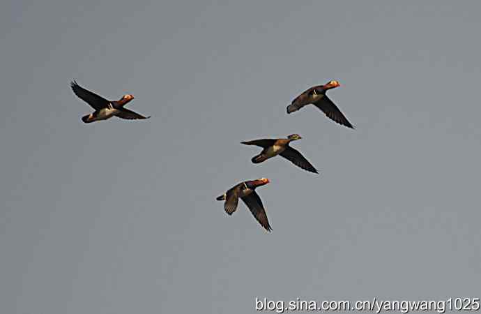 鸳鸯 wbr1 鸳鸯 wbr1