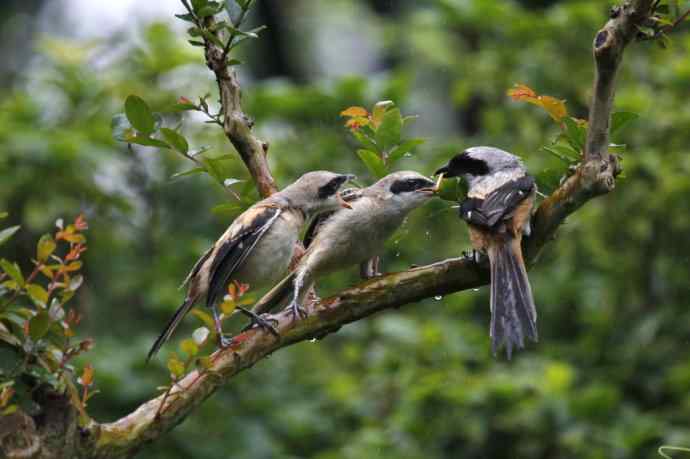 206.小伯劳成长记（2）雨中喂食
