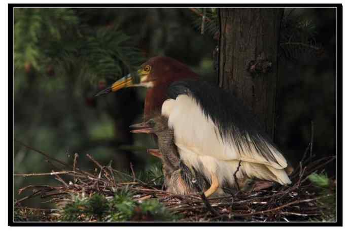 阳山摄鹭之池鹭篇