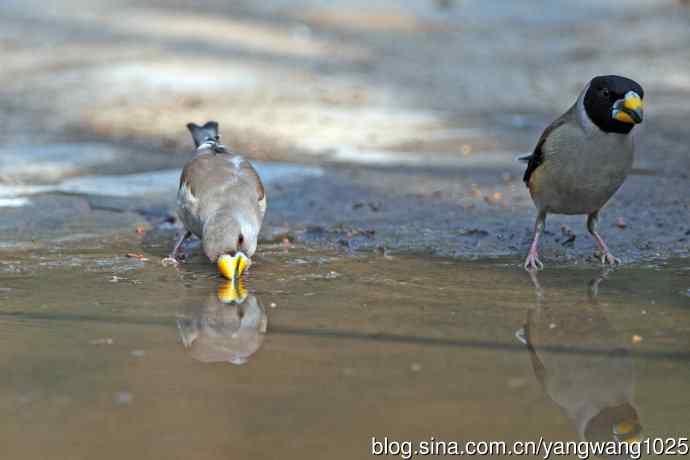 饮水的黑尾蜡嘴雀（3）