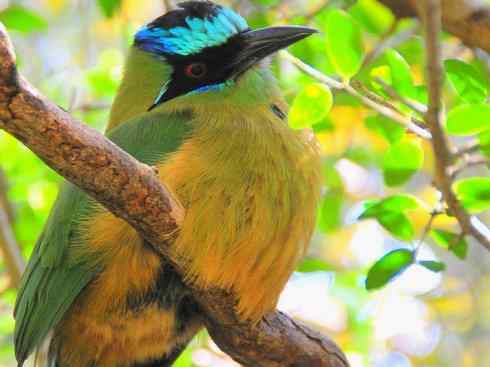 绝色攀禽：佛法僧目之翠鴗