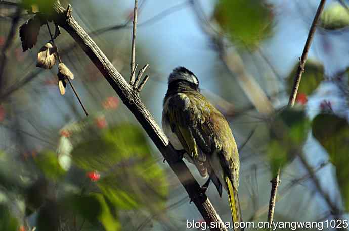 5～6级风中的白头鹎