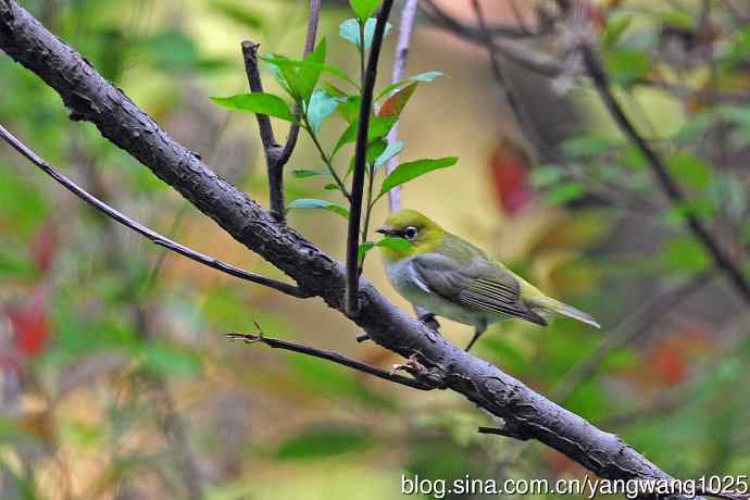 红胁绣眼鸟（12）