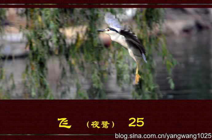 北京动物园的鸟类——飞(夜鹭)25