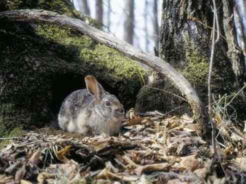 动物世界：山寨还是原创之十