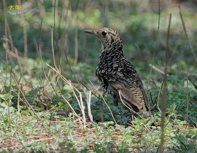 二鸫献寿：虎斑地鸫和宝兴歌鸫