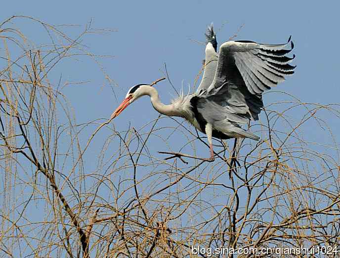 蓝天下勤劳的苍鹭