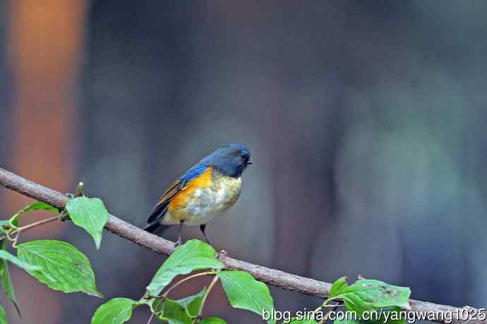 雄性红胁蓝尾鸲（33）