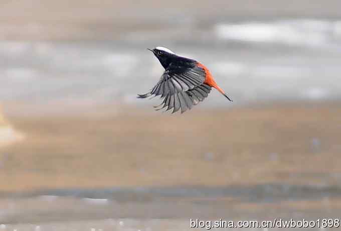 白顶溪鸲 wbr在水一方