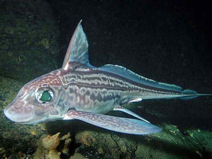 鱼类活化石：银鲛