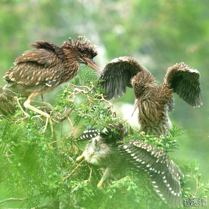 小白鹭与小夜鹭