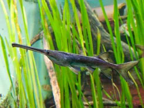 鱼类活化石：匙吻鲟科