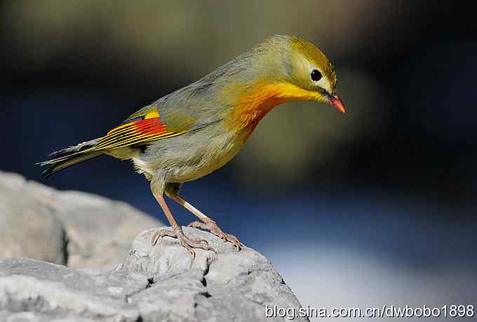 相思趣拍-贺三八国际妇女节