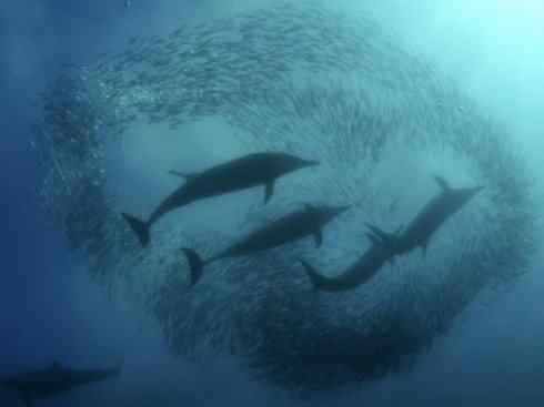 自然奇观:动物大迁徙(沙丁鱼) 自然奇观:动物大迁徙(沙丁鱼)