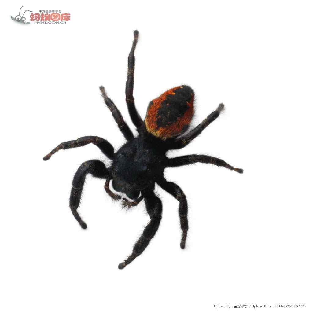 徐来《想象中的动物》——油蜘蛛