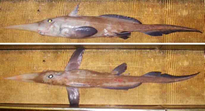 鱼类活化石：长吻银鲛