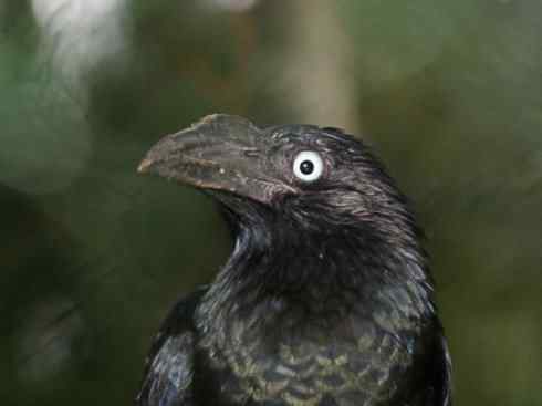 奇特的盔：大犀鹃