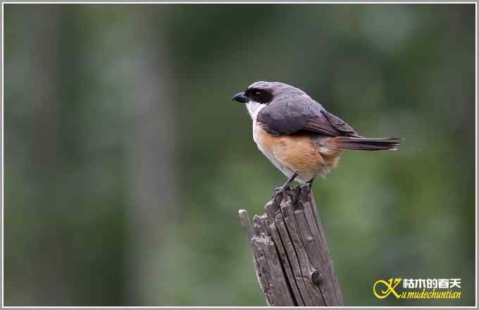 川西高原行&bull;拍鸟【照片】