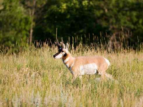 麒麟：传说的兽原型探秘（叉角羚）