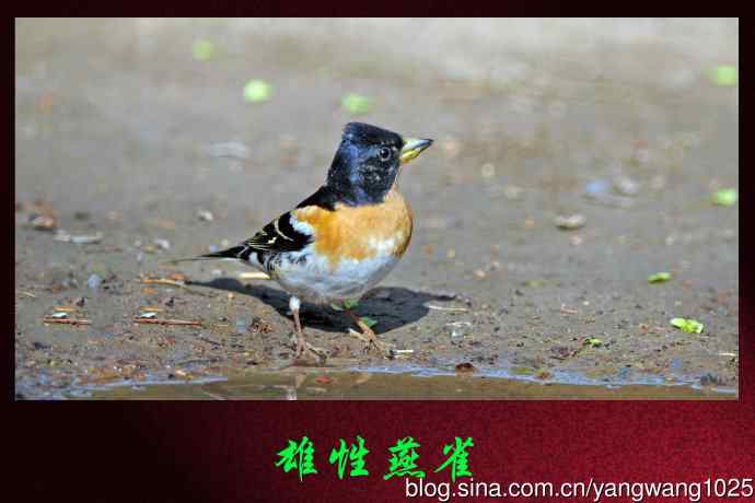 北京天坛公园的鸟类——雄性燕雀