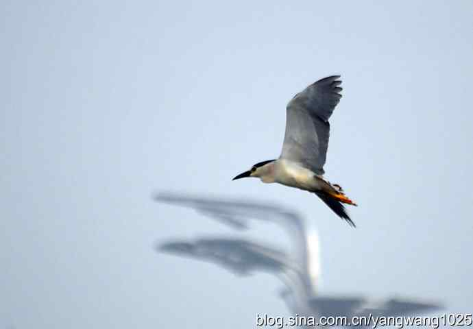轻雾中的夜鹭 轻雾中的夜鹭