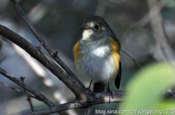 野生鸟（红肋蓝尾鸲）2