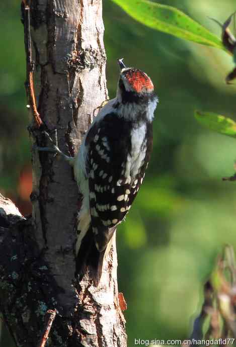 美国鸟类摄影——绒啄木鸟