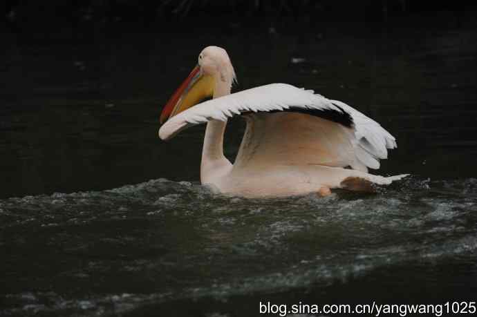 再拍鹈鹕 wbr11 再拍鹈鹕 wbr11