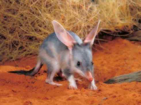 动物世界：山寨还是原创之十一