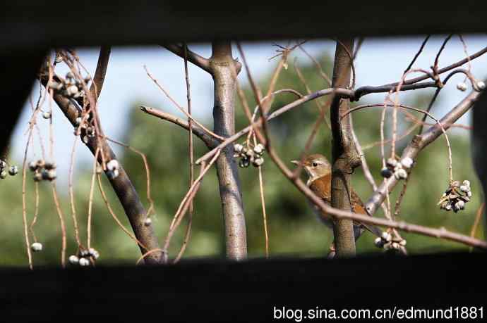 2012除夕滨江森林公园二寻太平鸟