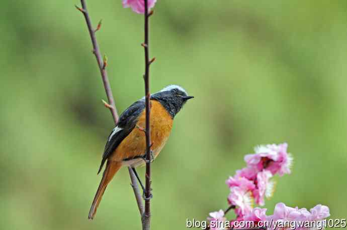 雄性北红尾鸲（27）