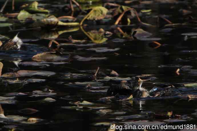 2012除夕滨江森林公园二寻太平鸟