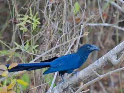 奇特的盔:大犀鹃 奇特的盔:大犀鹃