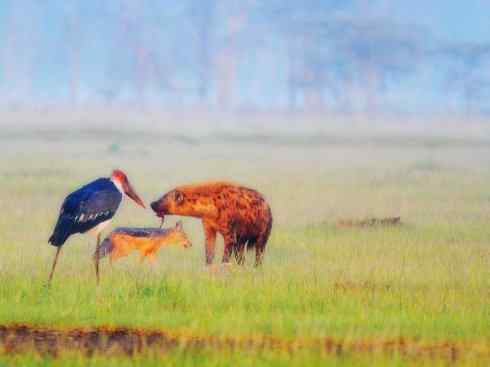 狈：传说的兽原型探秘（鬣狗）