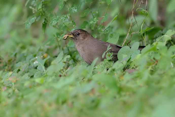 植物园的山噪鹛
