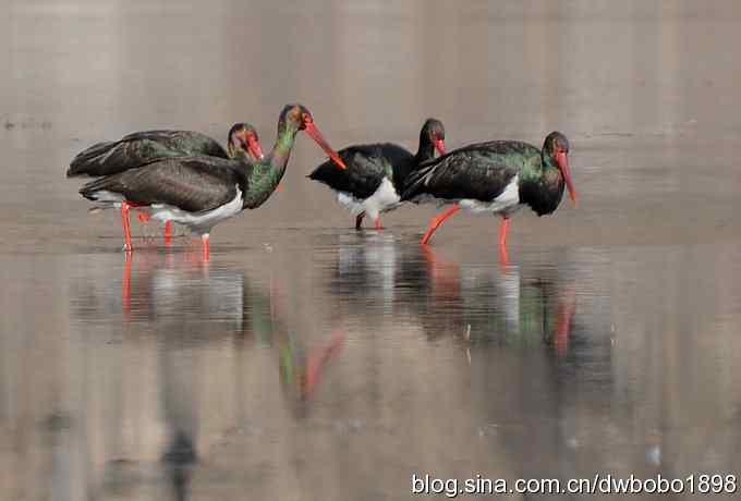 再拍黑巨鸡 再拍黑巨鸡