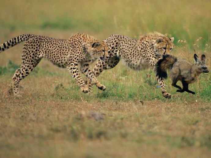 犬科：狐亚科之大耳狐