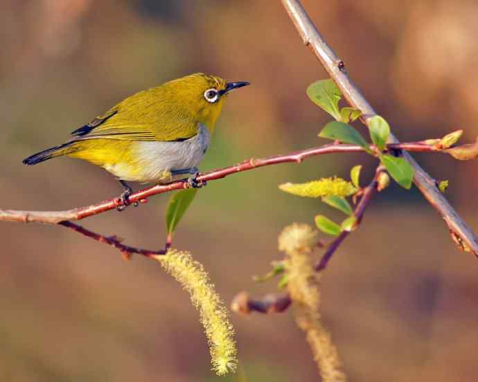 四川西昌鸟类摄影——近距看灰腹秀眼